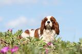 CAVALIER KING CHARLES 257